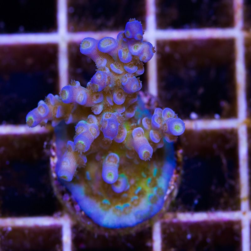 newcoral1565b - 100 New WYSIWYG Acros at Cherry Corals!